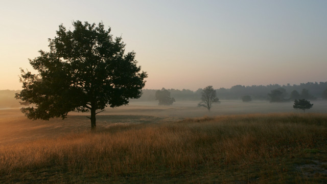 Foggy tree field gradient sky free wallpaper for desktop - medium preview image