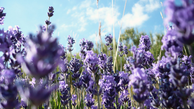 Lavender field blue sky clouds #2 free wallpaper for desktop - medium preview image