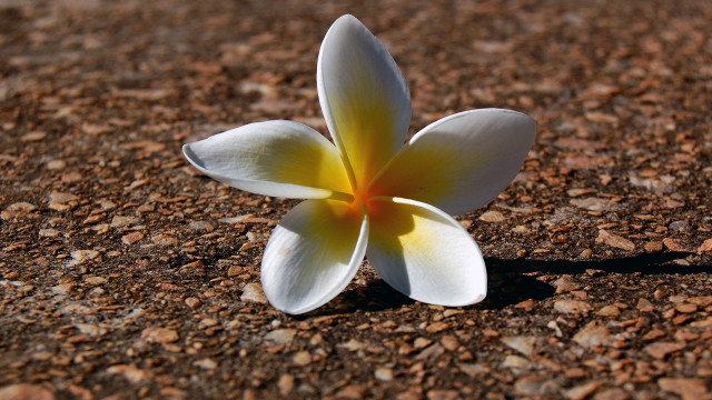 White flower brown ground rocks free wallpaper for desktop - medium preview image