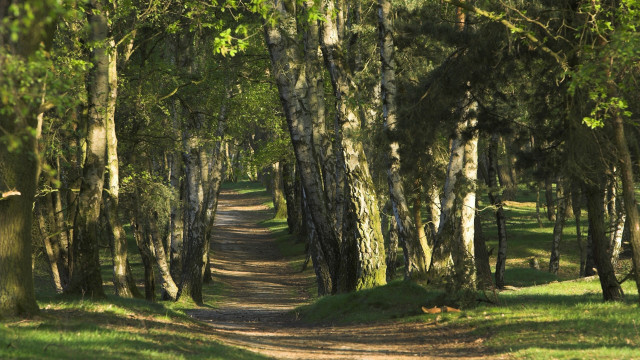 Dirt road forest bench nature free wallpaper for desktop - medium preview image