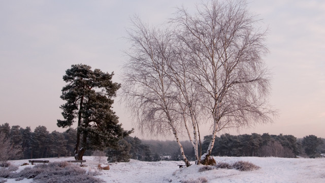 Snowy field tree bench forest free wallpaper for desktop - medium preview image