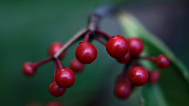 Berry closeup macro bokeh food free wallpaper for desktop - medium preview image