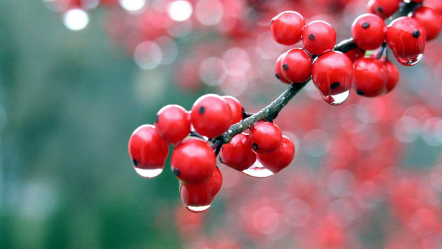 Red berries water drops macro free wallpaper for desktop - medium preview image