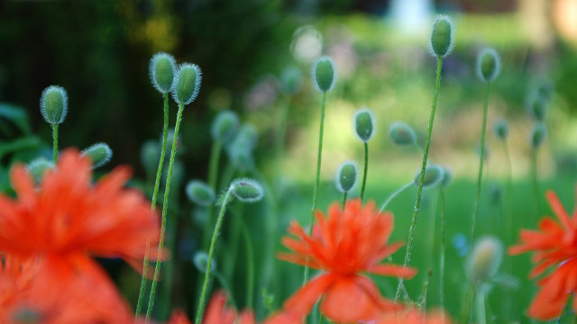 Flower bubble bokeh blurry field free wallpaper for desktop - medium preview image