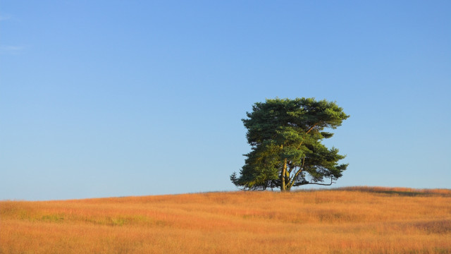 Lone tree field blue sky #8 free wallpaper for desktop - medium preview image