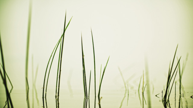 Tall grass water sky birds free wallpaper for desktop - medium preview image