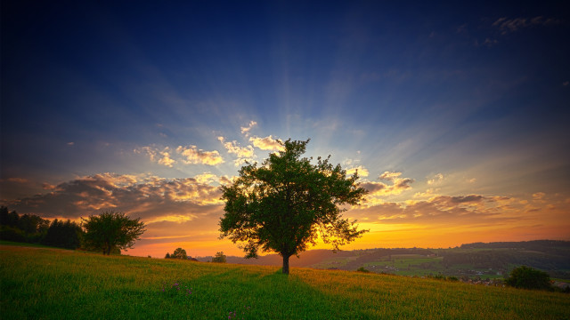 Tree sunset clouds field horizon #2 free wallpaper for desktop - medium preview image
