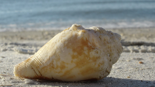 Shell sand beach ocean sky free wallpaper for desktop - medium preview image