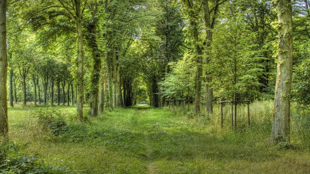 Forest path trees bench garden free wallpaper for desktop - medium preview image