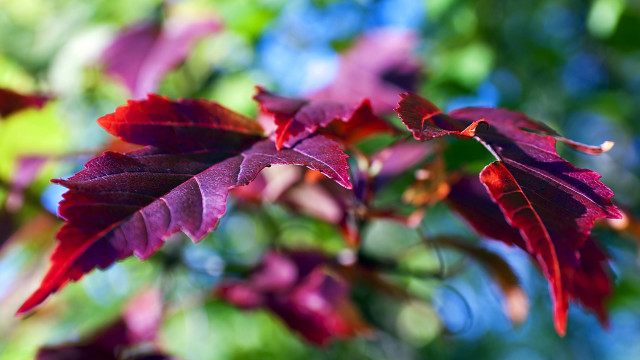 Tree red leaves green background #2 free wallpaper for desktop - medium preview image