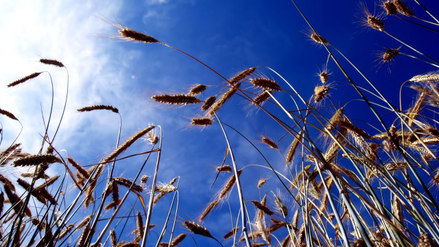 Blue sky tall grass clouds free wallpaper for desktop - medium preview image