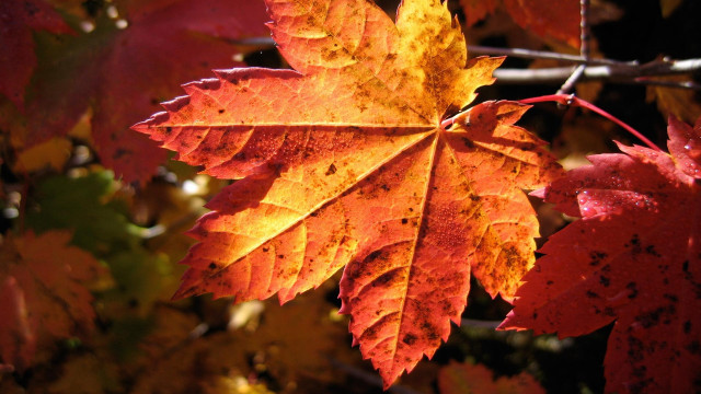 Leaf autumn macro burn fire free wallpaper for desktop - medium preview image