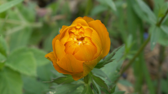Yellow flower green leaves macro #3 free wallpaper for desktop - medium preview image