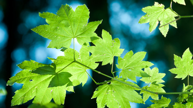 Green leafy branch butterfly nature free wallpaper for desktop - medium preview image