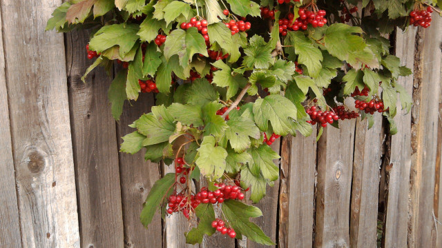 Berries fence leaves red berries free wallpaper for desktop - medium preview image
