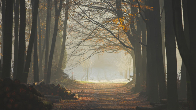 Forest path trees leaves fog free wallpaper for desktop - medium preview image