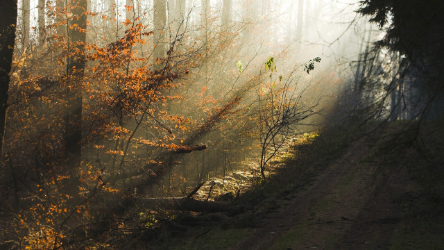 Dirt road forest fog autumn #2 free wallpaper for desktop - medium preview image