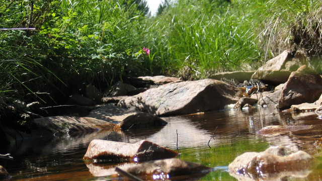 Forest stream rocks birds ecological free wallpaper for desktop - medium preview image