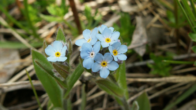 Blue flower macro photograph bokeh free wallpaper for desktop - medium preview image