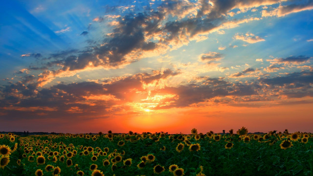 Sunflower field sunset clouds mountain free wallpaper for desktop - medium preview image