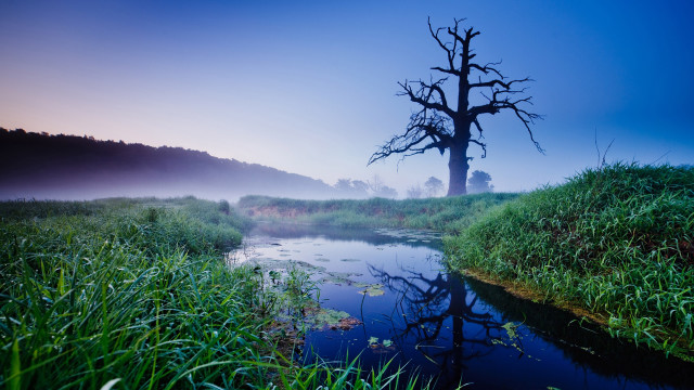 Tree field lake fog nature free wallpaper for desktop - medium preview image