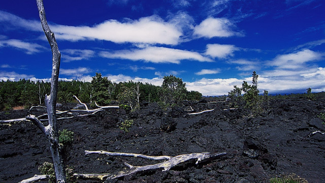 Barren trees beach city sky free wallpaper for desktop - medium preview image