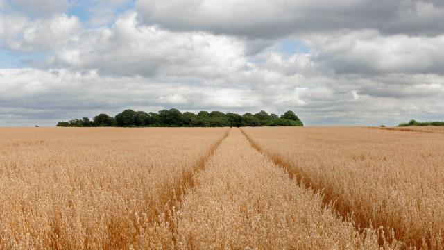 Wheat field clouds trees horizon free wallpaper for desktop - medium preview image