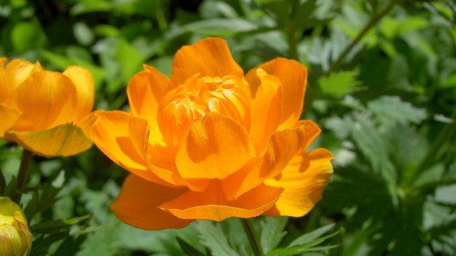 Yellow flower bokeh nature depth free wallpaper for desktop - medium preview image