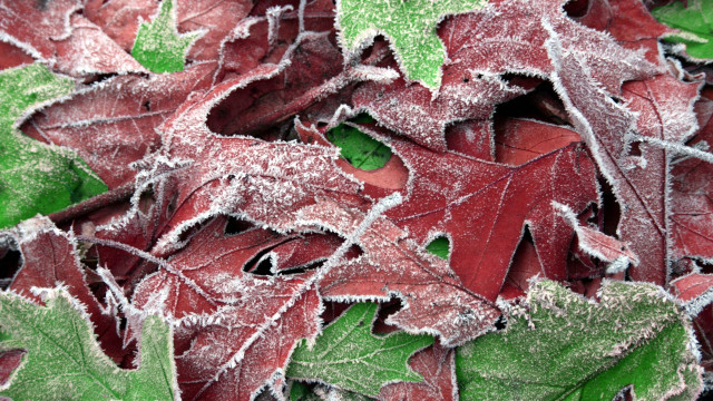 Red leaves frosty forest nature free wallpaper for desktop - medium preview image