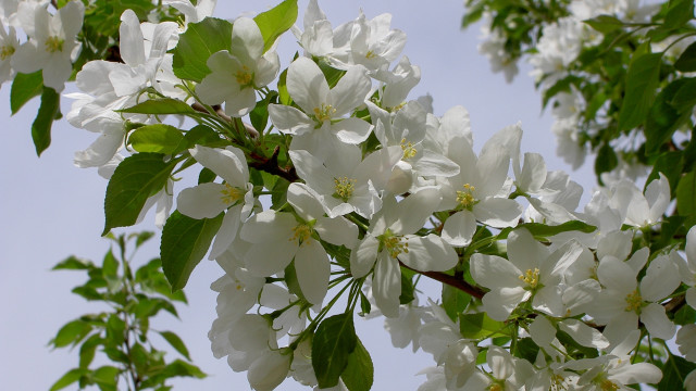 White flower tree branch green free wallpaper for desktop - medium preview image
