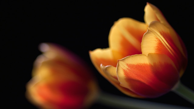 Flowers orange macro blurry depth free wallpaper for desktop - medium preview image