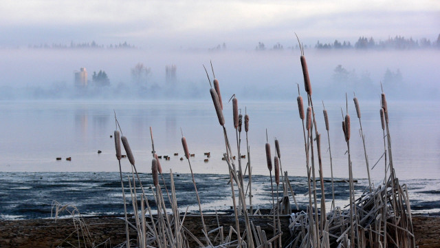 Foggy lake reeds building bridge free wallpaper for desktop - medium preview image