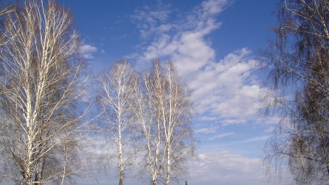 Bare trees blue sky clouds free wallpaper for desktop - medium preview image
