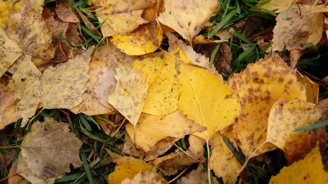Yellow leaves autumn puzzle nature free wallpaper for desktop - medium preview image