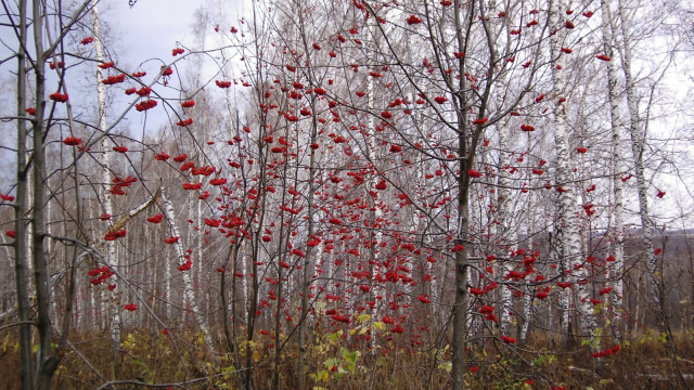 Red berries autumn bare trees free wallpaper for desktop - medium preview image