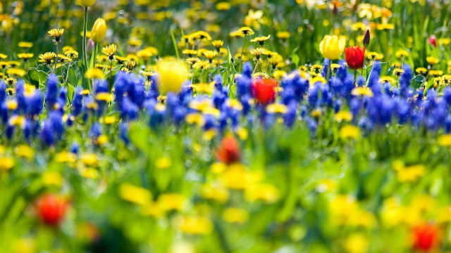 Flower field yellow red blurry free wallpaper for desktop - medium preview image