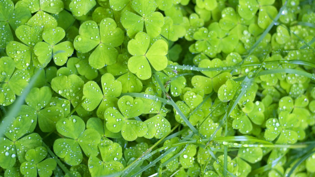 Green clovers water droplets macro #2 free wallpaper for desktop - medium preview image