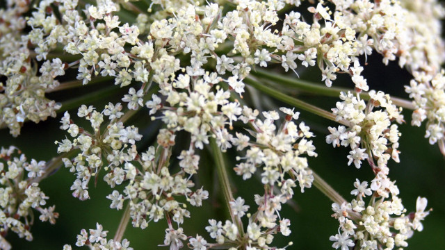 White flower close up green free wallpaper for desktop - medium preview image