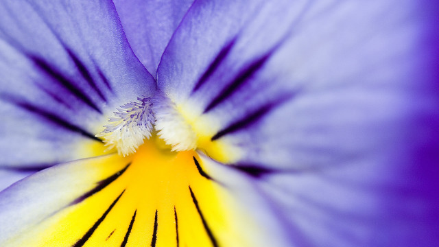Purple flower yellow center macro #3 free wallpaper for desktop - medium preview image