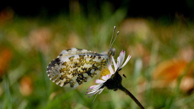 Butterfly flower field bokeh macro free wallpaper for desktop - medium preview image