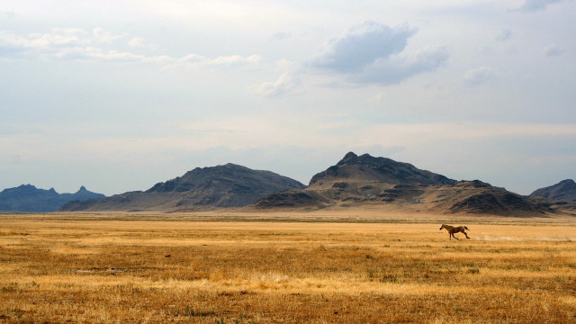 Horse field mountains cloudy desert #2 free wallpaper for desktop - medium preview image