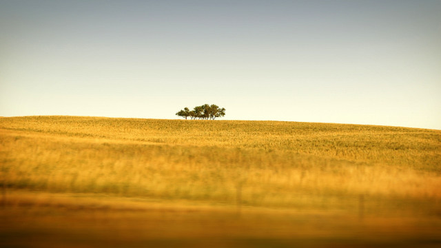 Lone tree field grass sunny free wallpaper for desktop - medium preview image