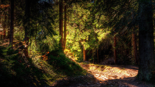 Forest path city lights starry free wallpaper for desktop - medium preview image
