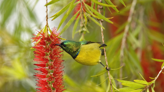 Bird branch redflowers greenyellowbird nature free wallpaper for desktop - medium preview image