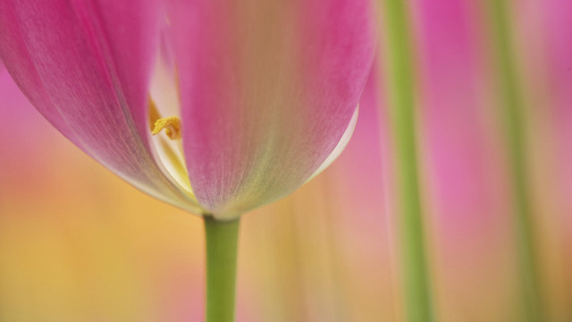 Pink flower macro closeup blurry free wallpaper for desktop - medium preview image