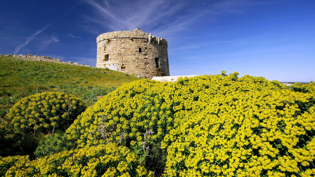 Tower hill yellow flowers blue free wallpaper for desktop - medium preview image