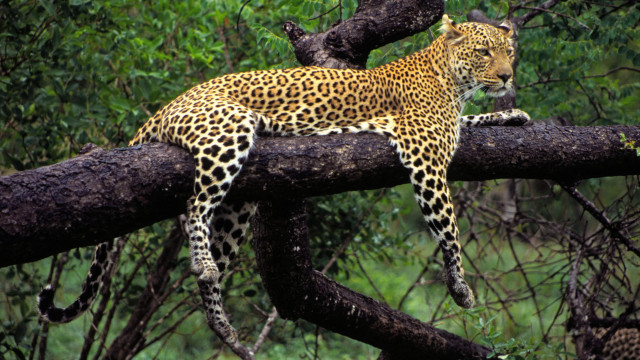 Leopard tree branch wild nature free wallpaper for desktop - medium preview image