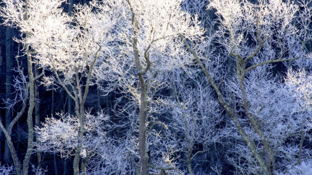Frosted trees mountain snowy forest free wallpaper for desktop - medium preview image