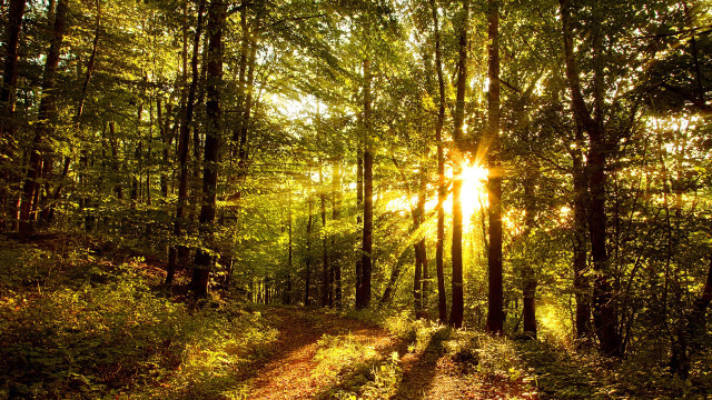 Dirt road forest sunset city free wallpaper for desktop - medium preview image