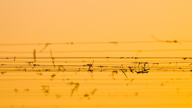 Bird silhouette barbedwire orange sky free wallpaper for desktop - medium preview image